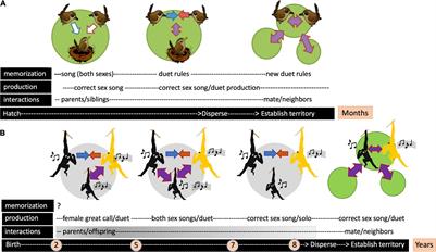 Developmental Plasticity in Primate Coordinated Song: Parallels and Divergences With Duetting Songbirds